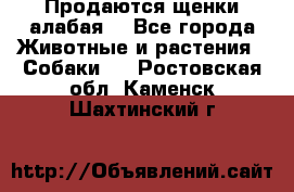 Продаются щенки алабая  - Все города Животные и растения » Собаки   . Ростовская обл.,Каменск-Шахтинский г.